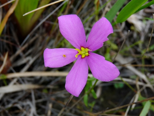 {Sabatia grandiflora}